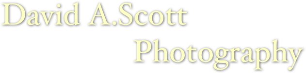 David A.Scott
                 Photography